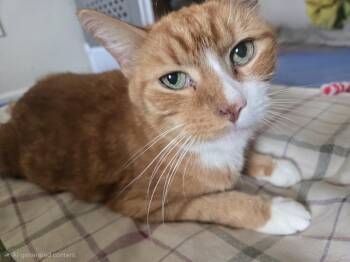 Barry -  Tabby Cat for Adoption in Concord, Ohio - Barry | PetCurious