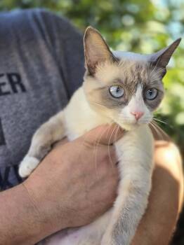 Domestic Short Hair and Snowshoe Cats Available for Adoption - Giselle | PetCurious