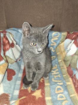 IROH -  Domestic Long Hair Cat for Adoption in Broomfield, Colorado - IROH | PetCurious