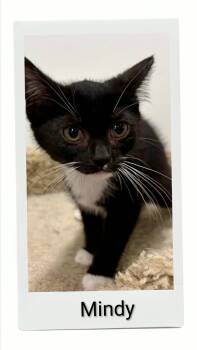 Mindy -  Domestic Short Hair Cat for Adoption in Caistor Centre, Ontario - Mindy | PetCurious