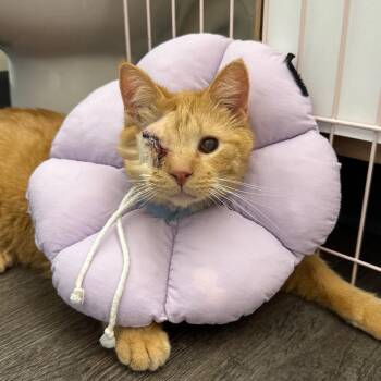 Domestic Short Hair Cats Available for Adoption - Fuego | PetCurious