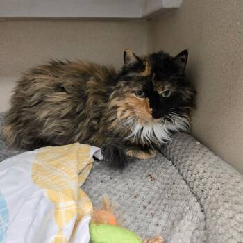 Domestic Long Hair Cats Available for Adoption in Durango, Colorado - Patches | PetCurious