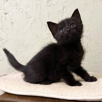 Missoula -  Domestic Short Hair Cat for Adoption in Cumming, Georgia - Missoula | PetCurious