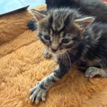 Oak -  Domestic Medium Hair Cat for Adoption in Missouri City, Texas - Oak | PetCurious