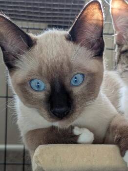 Geraldine -  Domestic Short Hair and Siamese Cat for Adoption in Ogden, Utah - Geraldine | PetCurious