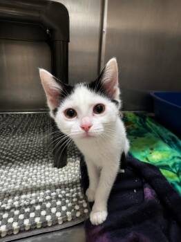 Whatchamacallit -  Domestic Medium Hair Cat for Adoption in Fort Lupton, Colorado - Whatchamacallit | PetCurious