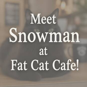 Snowman at Fat Cat Cafe -  Domestic Short Hair Cat for Adoption in Tallahassee, Florida - Snowman At Fat Cat Cafe | PetCurious