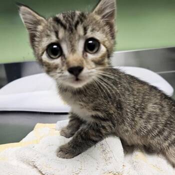 Elara -  Domestic Short Hair Cat for Adoption in Austin, Texas - Elara | PetCurious