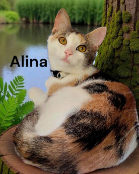 Rescue Dilute Calico Cats for Adoption in Weems, Virginia - Alina | PetCurious