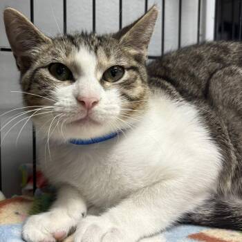 Domestic Short Hair Cats Available for Adoption - Bluto | PetCurious