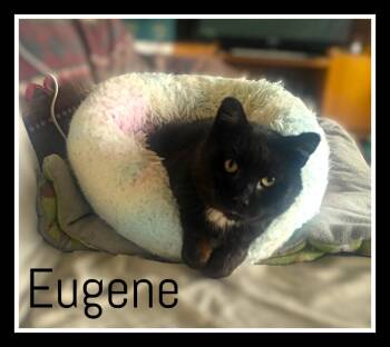 Domestic Short Hair Cats Available for Adoption in Valley City, North Dakota - Eugene - FIV+ | PetCurious