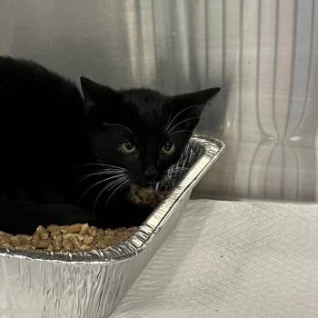 Pop -  Domestic Short Hair Cat for Adoption in Greensboro, North Carolina - Pop | PetCurious