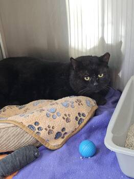 Domestic Short Hair Cats Available for Adoption in Coupeville, Washington - Darth | PetCurious