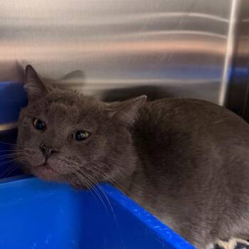 Coal -  Domestic Short Hair Cat Available for Adoption in Cody, Wyoming - Coal | PetCurious