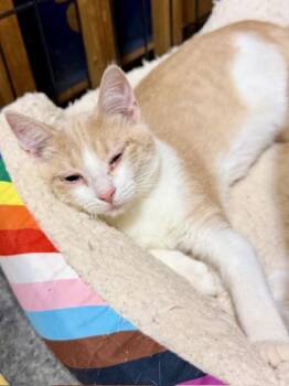 Domestic Short Hair Cats Available for Adoption in Lake Ozark, Missouri - LUKE | PetCurious