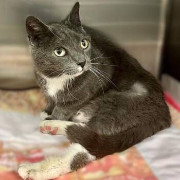 Domestic Short Hair Cats Available for Adoption in Columbia, Maryland - Matilda- #51050 | PetCurious