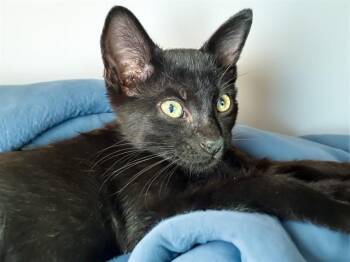GEORGE -  Domestic Short Hair Cat for Adoption in Fort Lauderdale, Florida - GEORGE | PetCurious