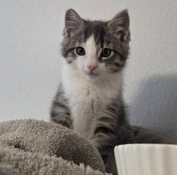 Skeeter -  Domestic Short Hair Cat for Adoption in Vancouver, Washington - Skeeter | PetCurious