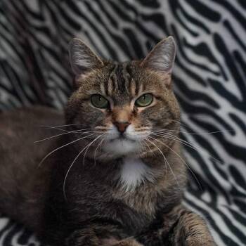 Chonka -  Domestic Long Hair Cat for Adoption in Wheaton, Illinois - Chonka | PetCurious