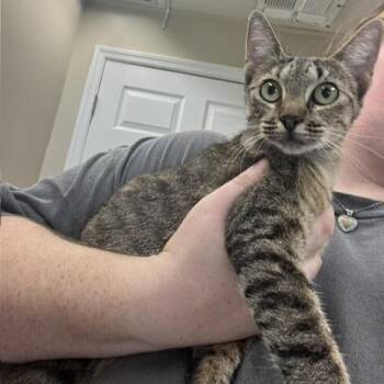 Mango -  Domestic Short Hair Cat for Adoption in Lake Panasoffkee, Florida - Mango | PetCurious