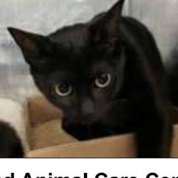 Licorice 4 -  Domestic Short Hair Cat for Adoption - Licorice 4 | PetCurious