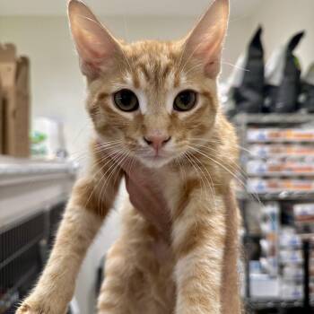 Max -  Domestic Short Hair Cat for Adoption in Matteson, Illinois - Max | PetCurious