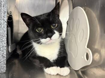 Domestic Short Hair Cats Available for Adoption in New York, New York - Louise | PetCurious