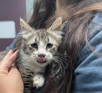 MOIRA* -  Domestic Short Hair Cat for Adoption in Santa Cruz, California - MOIRA* | PetCurious