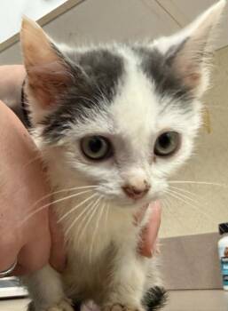 Domestic Short Hair Cats Available for Adoption - Aralia | PetCurious