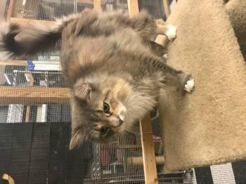Lovey (FKA Tehya) -  Domestic Long Hair Cat for Adoption in Leonardtown, Maryland - Lovey (FKA Tehya) | PetCurious