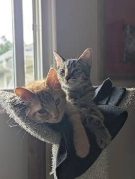 Jake and Doug -  Domestic Short Hair Cat for Adoption in Calgary, Alberta - Jake And Doug | PetCurious