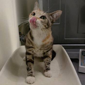 Katie -  Domestic Short Hair Cat for Adoption in San Gabriel, California - Katie | PetCurious