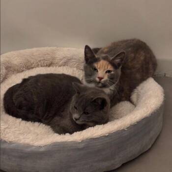 Domestic Short Hair Cats Available for Adoption - Henley | PetCurious