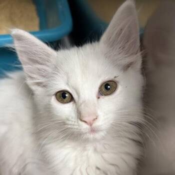 Jessie -  Domestic Long Hair Cat for Adoption in North Myrtle Beach, South Carolina - Jessie | PetCurious