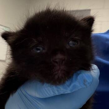 Spooky -  Domestic Short Hair Cat for Adoption in Greenville, South Carolina - Spooky | PetCurious