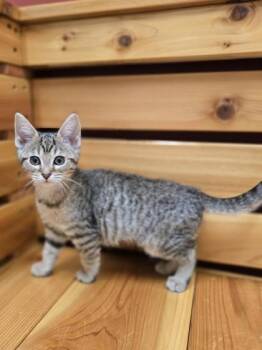 Rescue Domestic Short Hair Cats for Adoption in Woodstock, Illinois - Dumpling | PetCurious