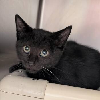 Onyx -  Domestic Short Hair Cat for Adoption in St. Augustine, Florida - Onyx | PetCurious