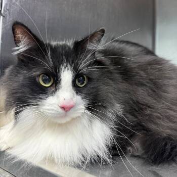 Blanco -  Domestic Long Hair Cat for Adoption in Casa Grande, Arizona - Blanco | PetCurious