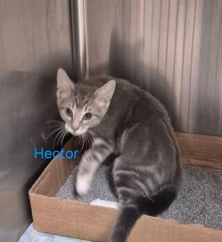Domestic Short Hair Cats Available for Adoption - Hector | PetCurious