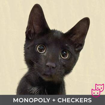 Monopoly (bonded with Checkers) -  Domestic Short Hair Cat for Adoption in Toronto, Ontario - Monopoly (bonded With Checkers) | PetCurious