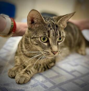 Eliza- 52369 -  Bengal Cat for Adoption in Columbia, Maryland - Eliza- 52369 | PetCurious