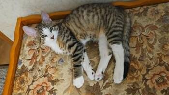 Stripes -  Domestic Short Hair Cat for Adoption in South Bend, Indiana - Stripes | PetCurious
