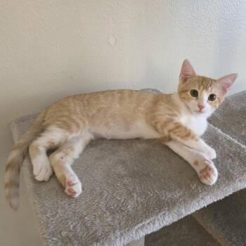 Quimby -  Domestic Short Hair Cat for Adoption in Los Angeles, California - Quimby | PetCurious