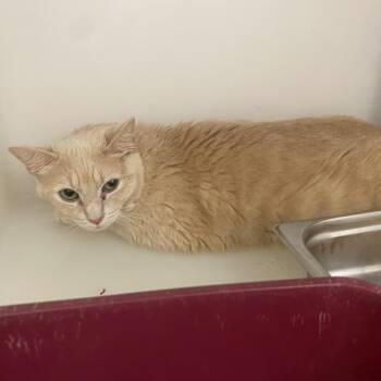 Cako -  Domestic Short Hair Cat for Adoption in King George, Virginia - Cako | PetCurious