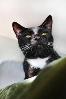 Rally -  American Shorthair Cat for Adoption in Orlando, Florida - Rally | PetCurious