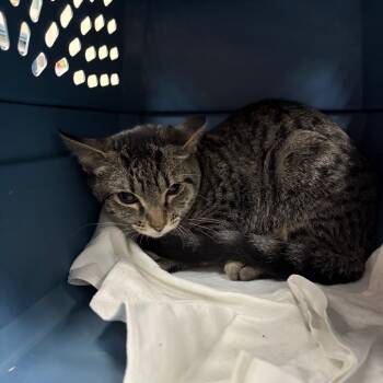 Rescue Domestic Short Hair Cats for Adoption in Middleburg, Florida - Mittens (grey Collar) 27594 | PetCurious