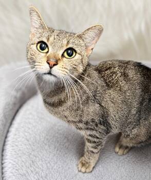 olivia - 2 Years ( Avail 7/15) -  Domestic Short Hair Cat for Adoption in Sterling, Massachusetts - Olivia - 2 Years ( Avail 7/15) | PetCurious