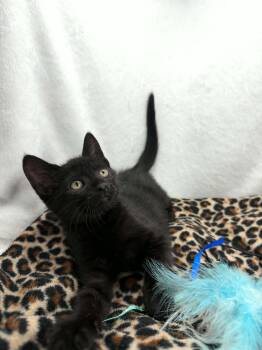 Cooper -  Domestic Short Hair Cat Available for Adoption in Tavares, Florida - Cooper | PetCurious