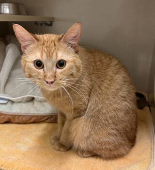 Rescue Domestic Short Hair Cats for Adoption in Winnipeg, Manitoba - Max Van Gough | PetCurious