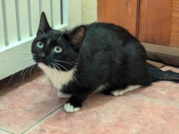 Tuxedo and Domestic Short Hair Cats Available for Adoption in New York, New York - Chico ! | PetCurious